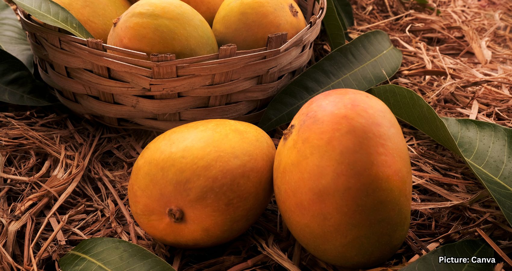Featured & Cover Mangoes and Their Significance in Indian American Culture