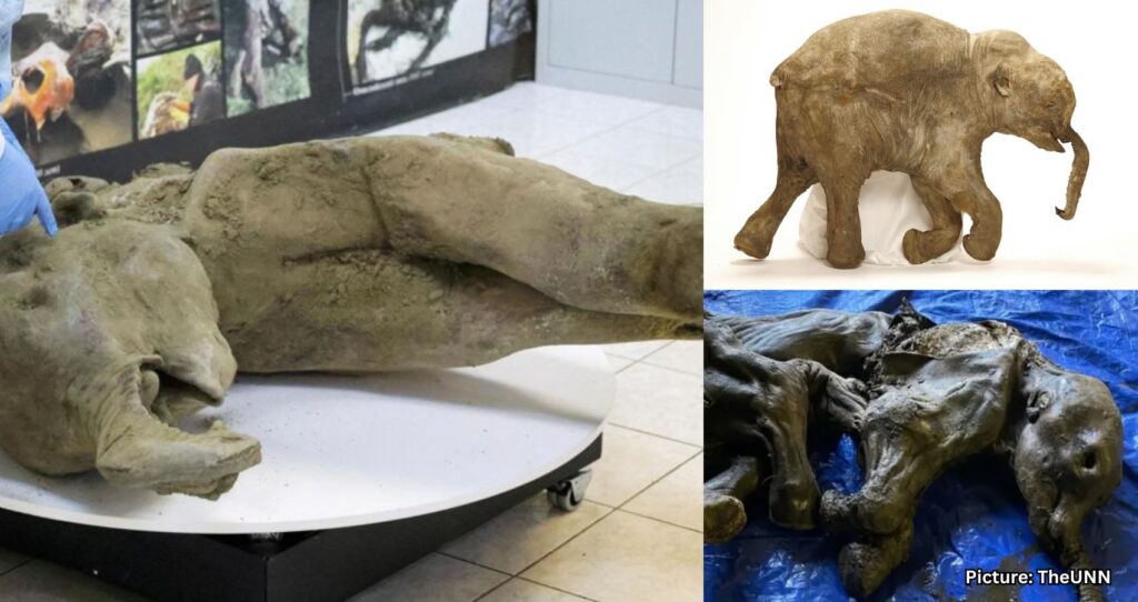 Well-Preserved Baby Mammoth from Ice Age Dissected by Scientists