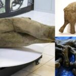 Featured & Cover Well Preserved Baby Mammoth from Ice Age Dissected by Scientists