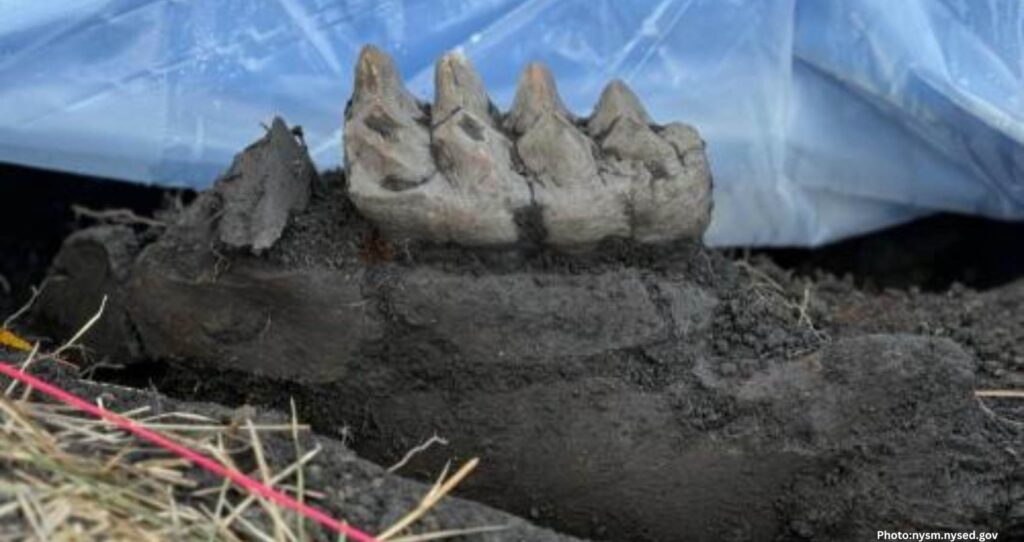 Complete Mastodon Jaw Discovered in New York Homeowner’s Backyard
