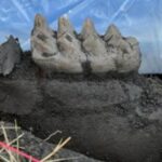 Feature and Cover Complete Mastodon Jaw Discovered in New York Homeowner's Backyard