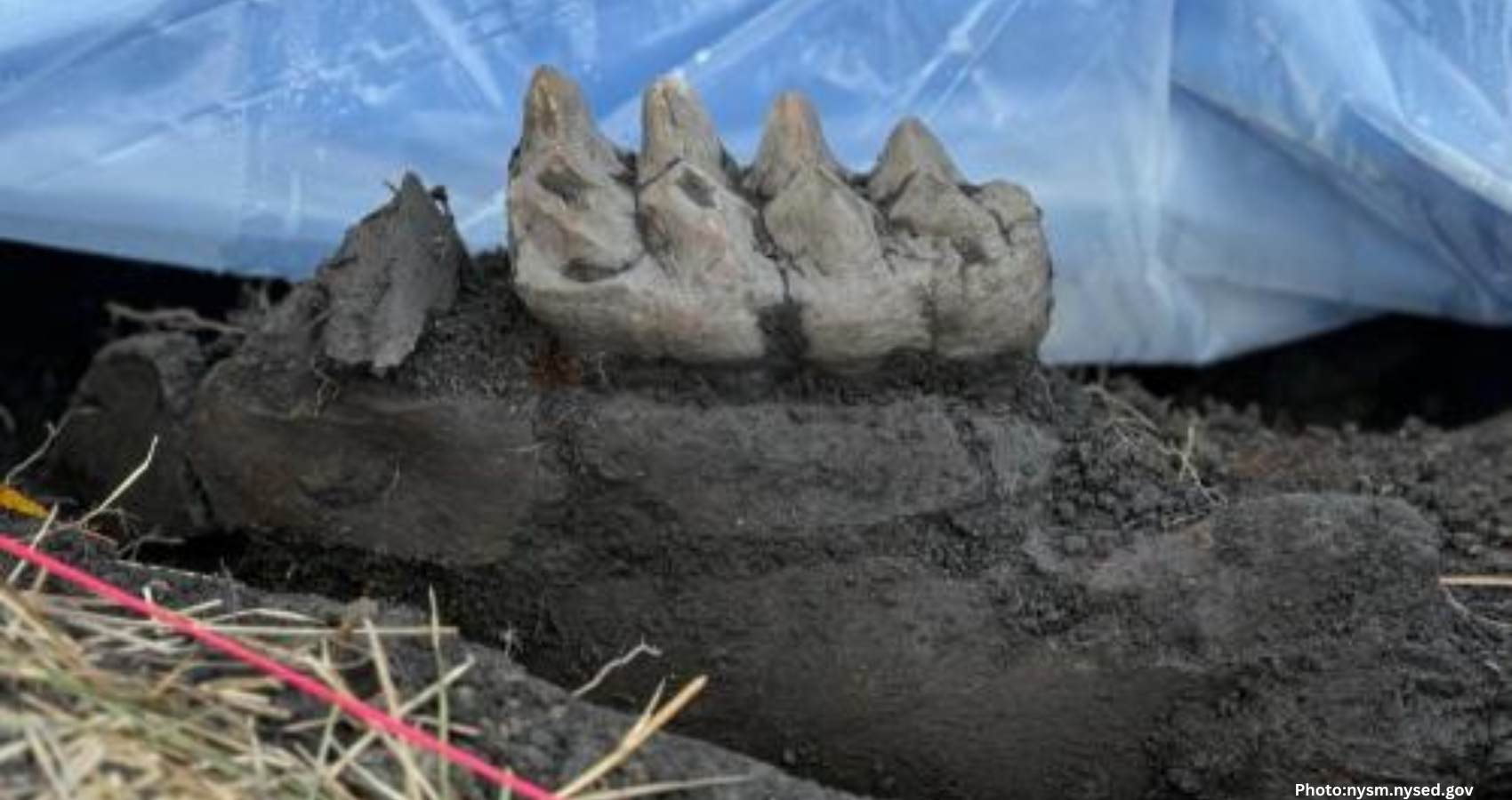 Feature and Cover Complete Mastodon Jaw Discovered in New York Homeowner's Backyard