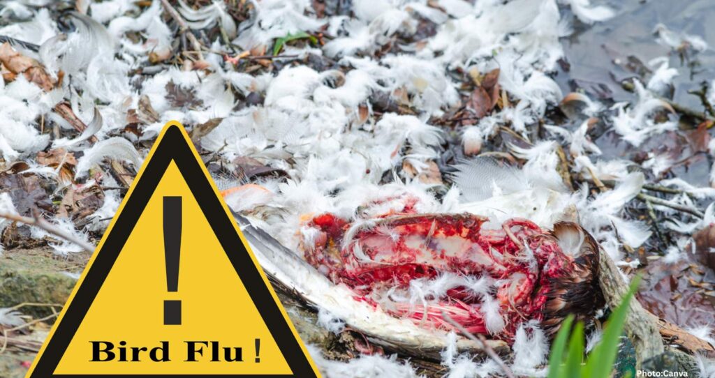 First Human Case of Rare Bird Flu Strain Confirmed in Western U.S.