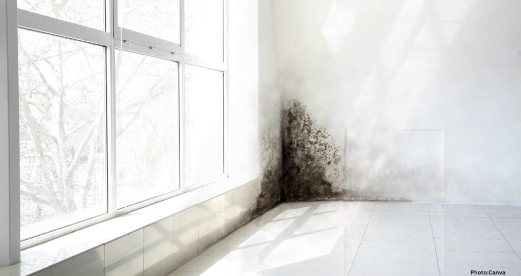Mold Growth in Homes: A Hidden Health Crisis After Disasters
