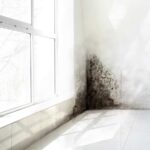 Feature and Cover Mold Growth in Homes A Hidden Health Crisis After Disasters