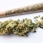 Feature and Cover Mysterious Vomiting Disorder Linked to Marijuana Receives WHO Code