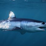 Feature and Cover Shark Leaps from Ocean and Lands on Fishing Boat Shocking Passengers