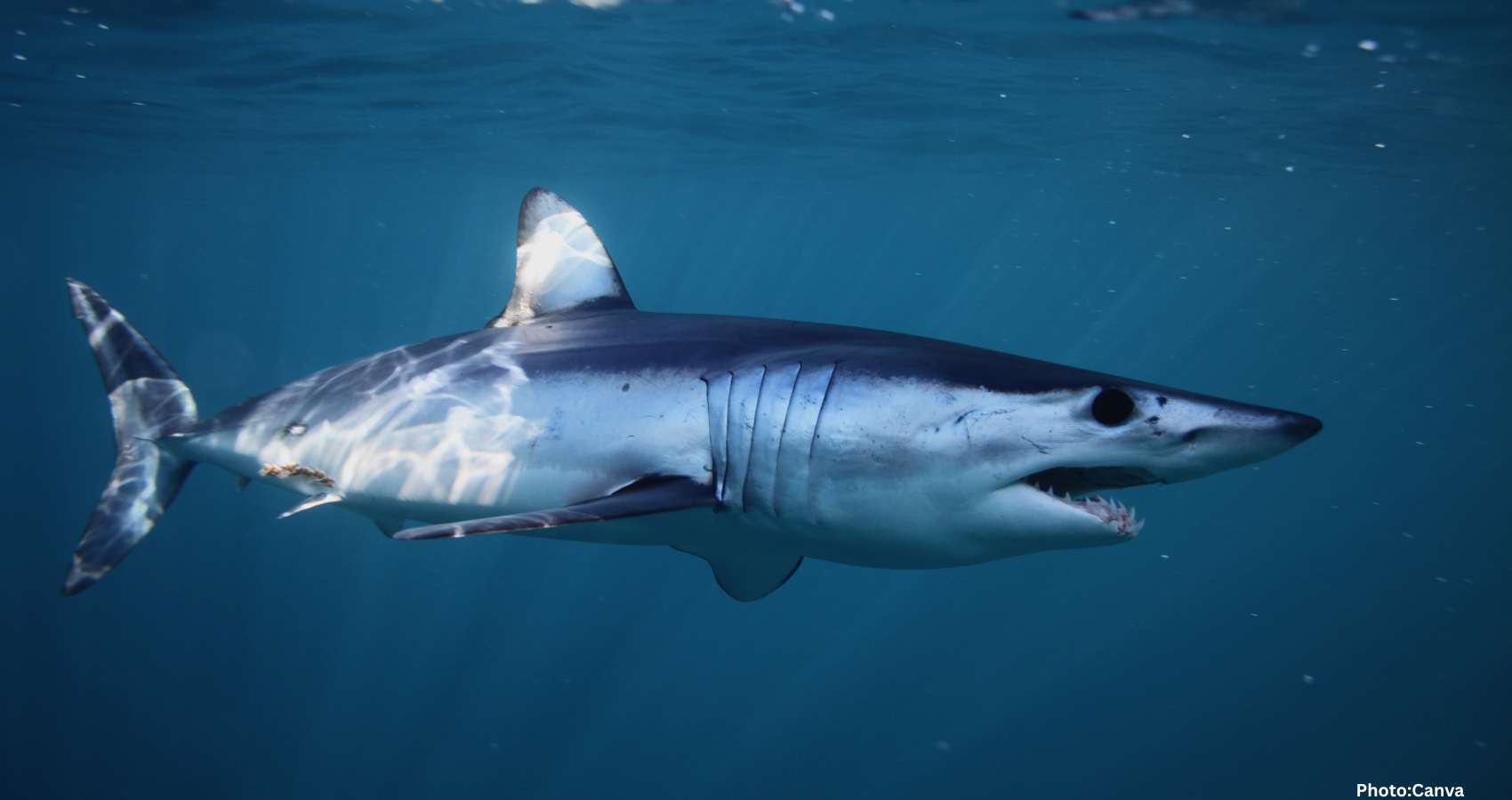 Shark Leaps from Ocean and Lands on Fishing Boat, Shocking Passengers