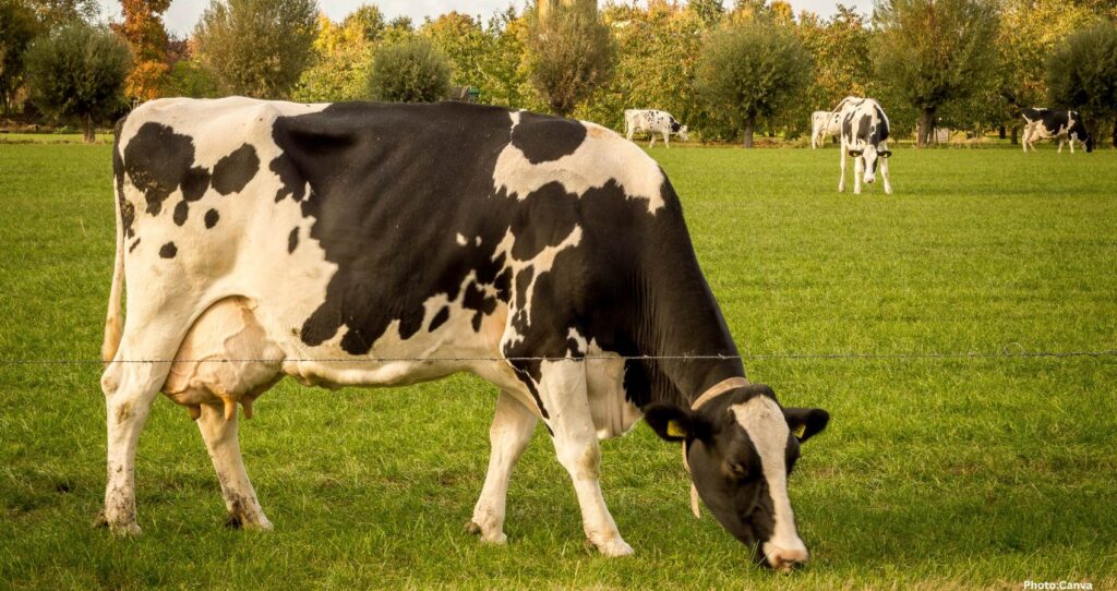 The Cows Foundation Aims to Preserve the Legacy of Cows