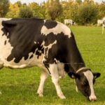 Feature and Cover The Cows Foundation Aims to Preserve the Legacy of Cows