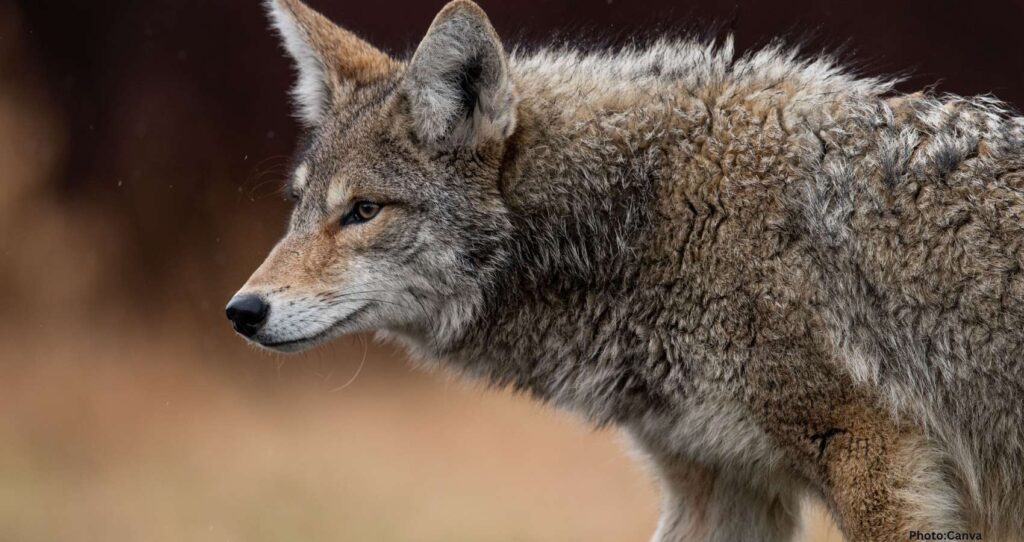 Feature and Cover Wolf Extinct for 12 500 Years Allegedly Revived by U S Company