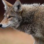 Feature and Cover Wolf Extinct for 12 500 Years Allegedly Revived by U S Company