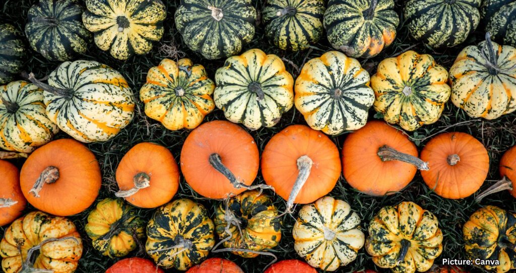 Pumpkin’s Health Benefits Extend Beyond Holiday Celebrations, Experts Say