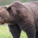 Featured & Cover Teachers hailed as heroes after grizzly bear attack injures 11
