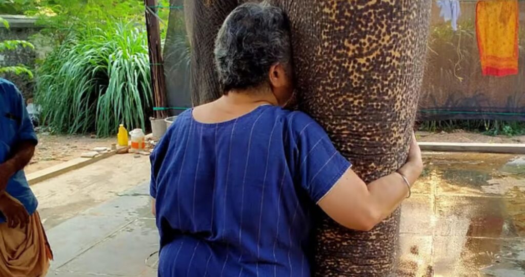 The Gentle Giants: Lessons from the Elephant Kingdom