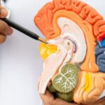 Feature and Cover Alzheimer's Disease May Be Reversed by Restoring Brain Balance Study Finds