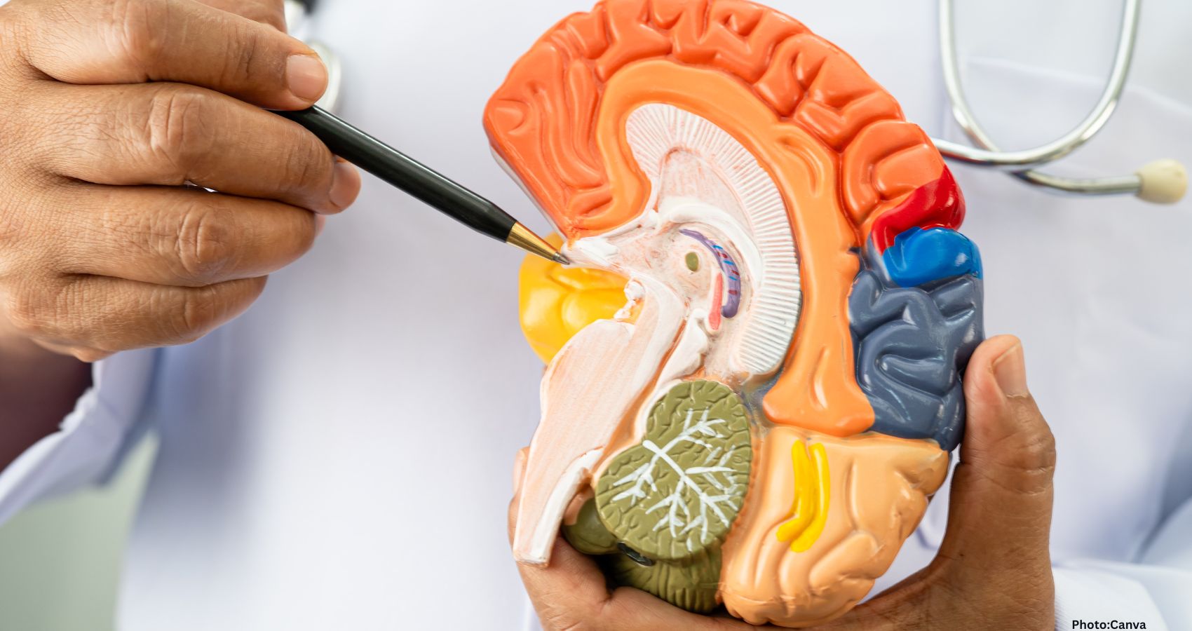 Alzheimer’s Disease May Be Reversed by Restoring Brain Balance, Study Finds