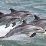 Feature and Cover Google Uses AI to Decode Dolphin Communication