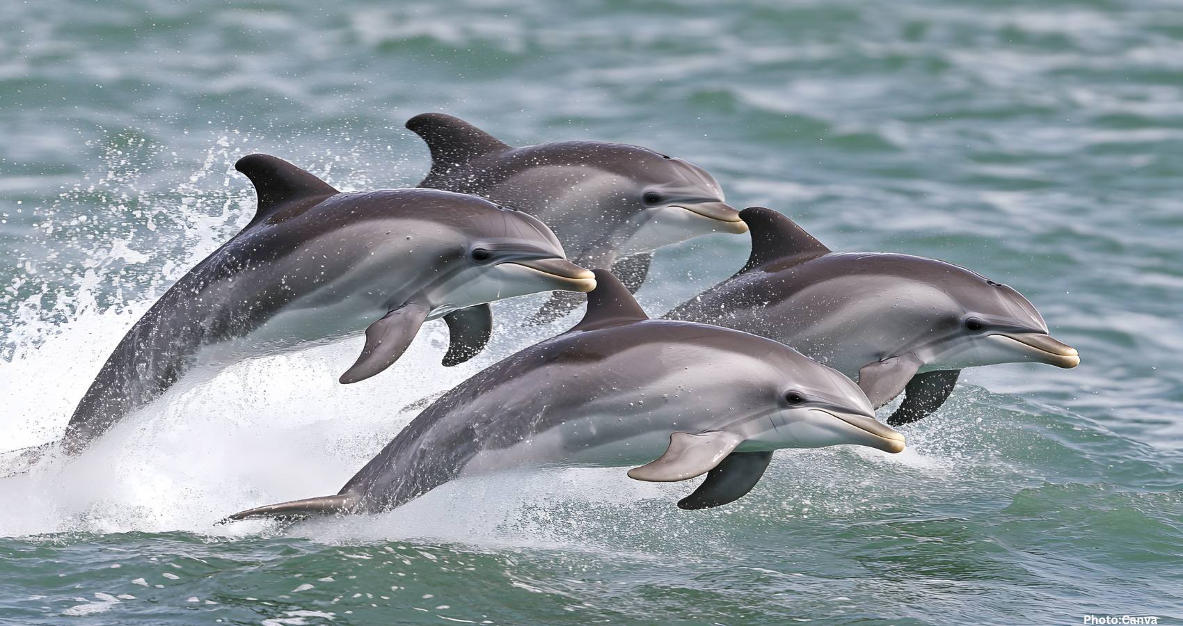 Google Uses AI to Decode Dolphin Communication