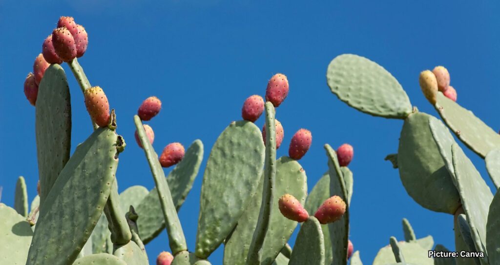 Cactus Pears Thrive in Arid Conditions: A Unique Agricultural Challenge