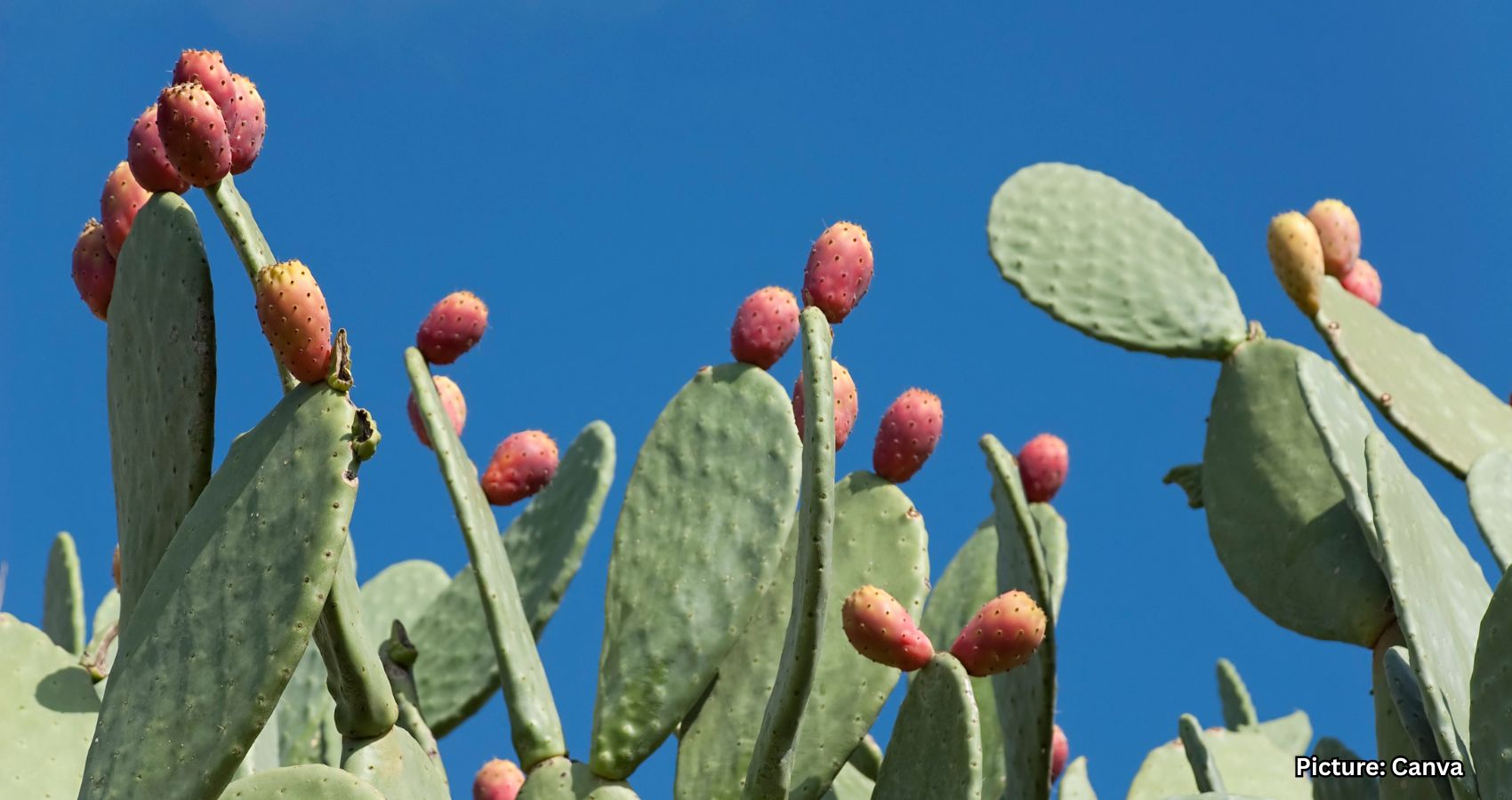 Featured & Cover Cactus Pears Thrive in Arid Conditions A Unique Agricultural Challenge
