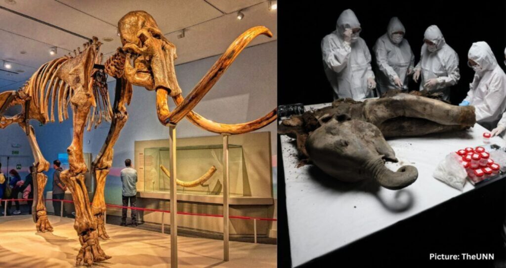 Well-Preserved Baby Mammoth from Ice Age Dissected by Scientists