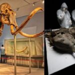 Featured & Cover Well Preserved Baby Mammoth from Ice Age Dissected by Scientists (1)