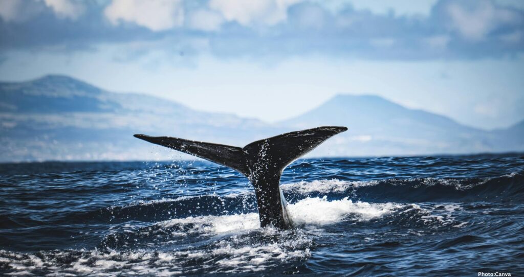 Feature and Cover Oceans Worldwide Are Darkening Posing Risks to Marine Life