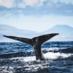 Feature and Cover Oceans Worldwide Are Darkening Posing Risks to Marine Life