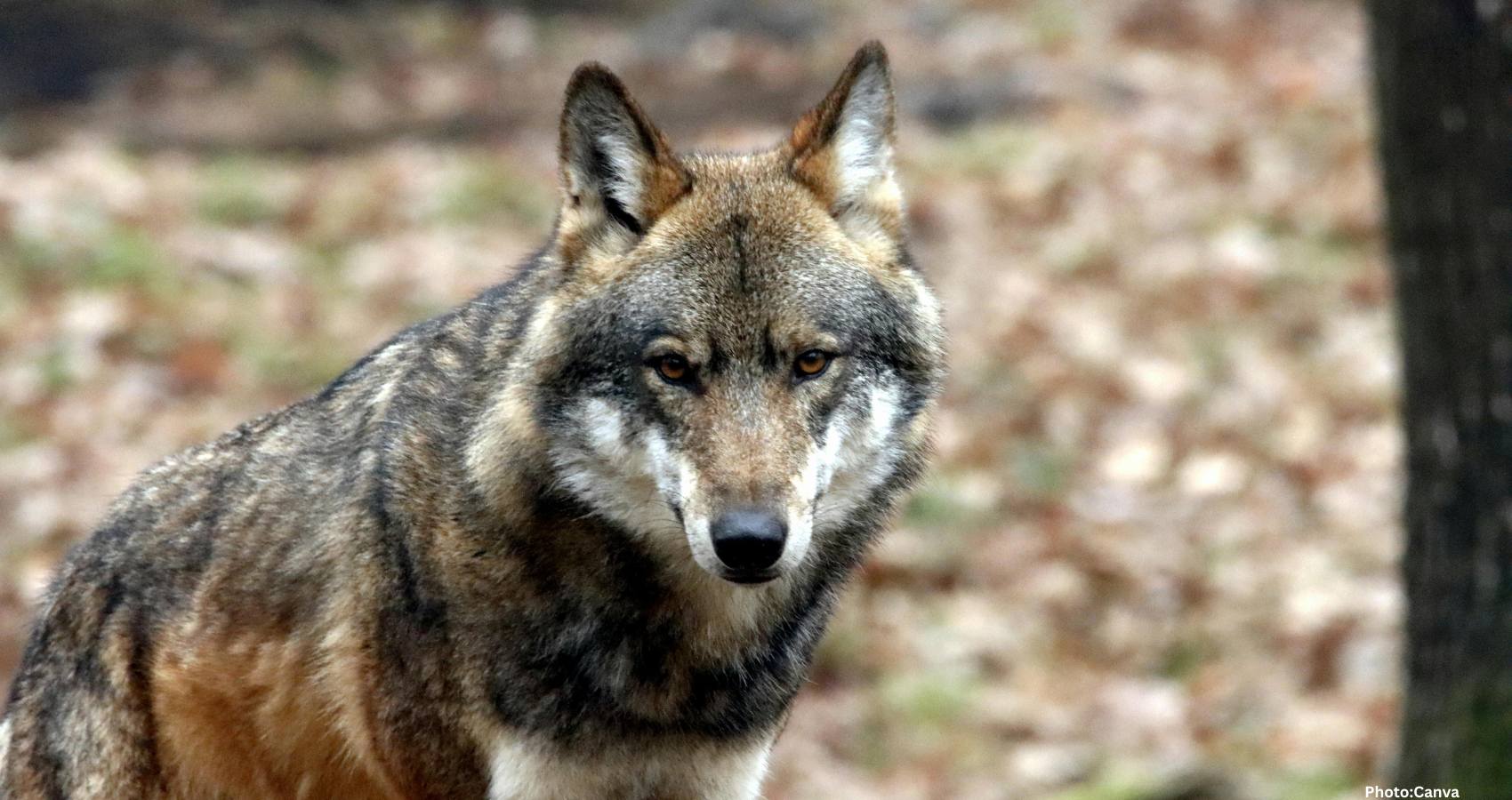 Feature and Cover Wolf Species Extinct for 12 500 Years Resurrected Company Claims
