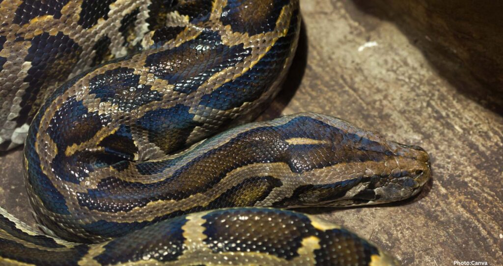 Feature and Cover Woman Discovers 8 Foot Python Coiled on Chest While Sleeping