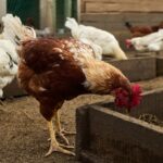 Featured & Cover Colorado Declares Disaster Emergency Amid Bird Flu Outbreak at Poultry Facility