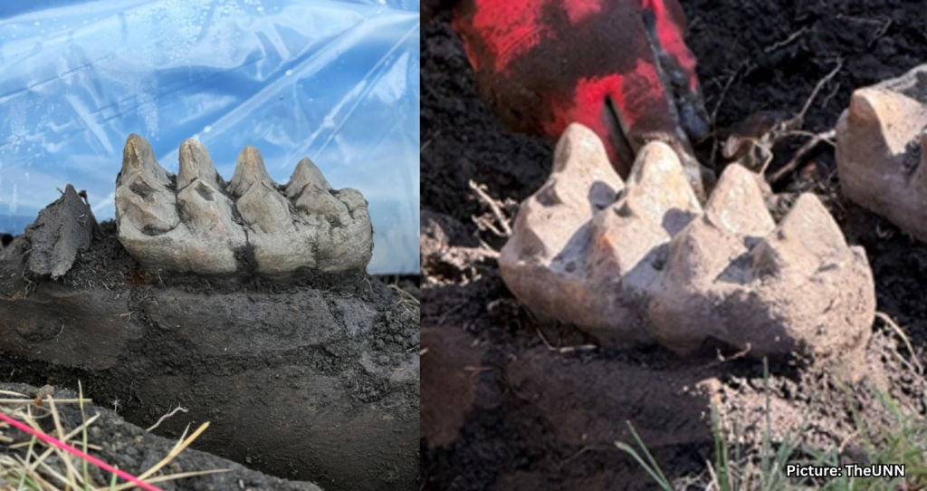 Complete Mastodon Jaw Discovered in New York Homeowner’s Backyard