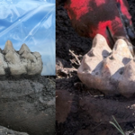 Featured & Cover GOPIO LA Organizes Engaging Diabetes Awareness Event for Indian Americans (1)