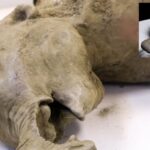 Featured & Cover Well Preserved Baby Mammoth from Ice Age Dissected by Scientists
