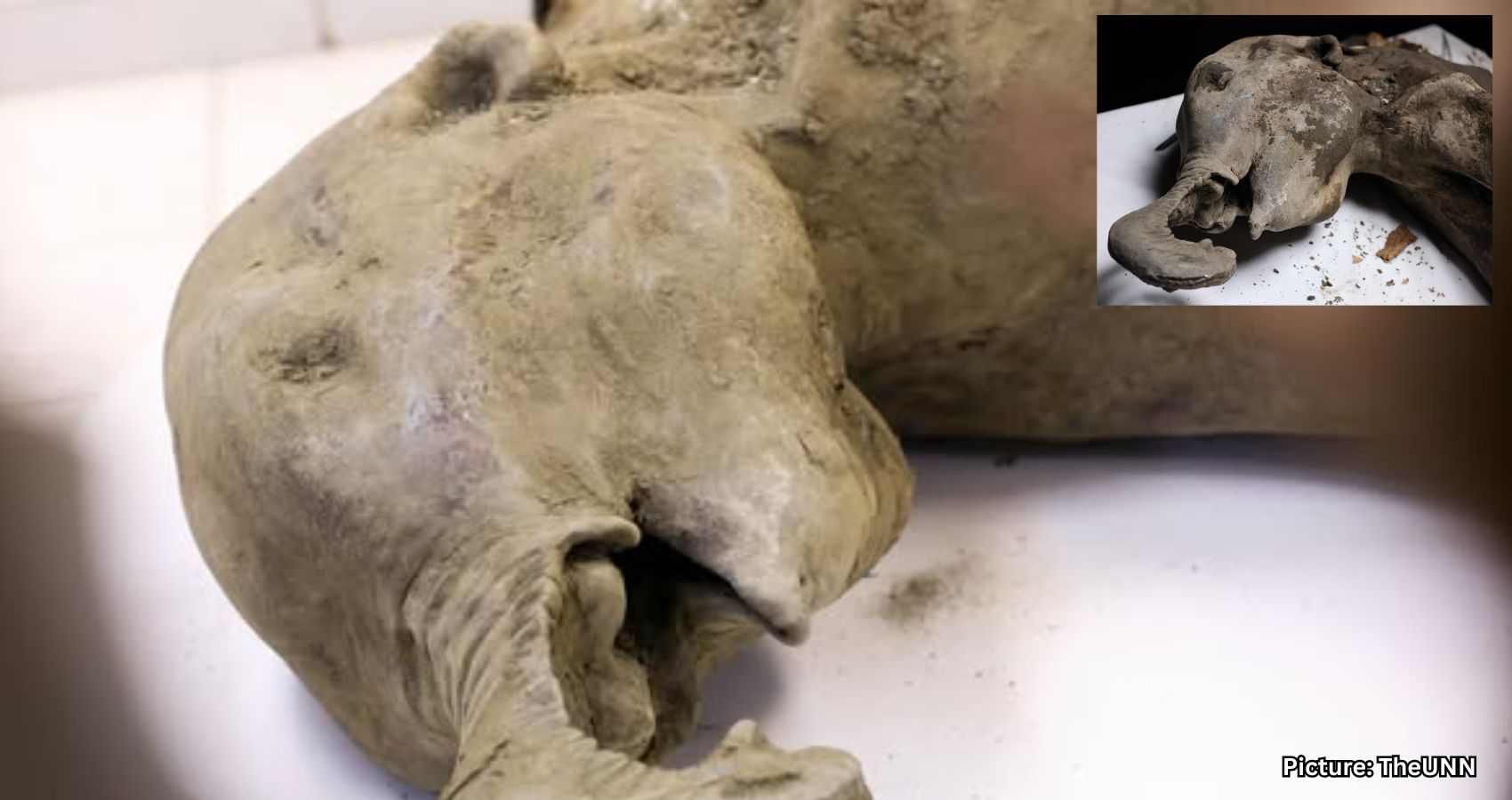 Featured & Cover Well Preserved Baby Mammoth from Ice Age Dissected by Scientists