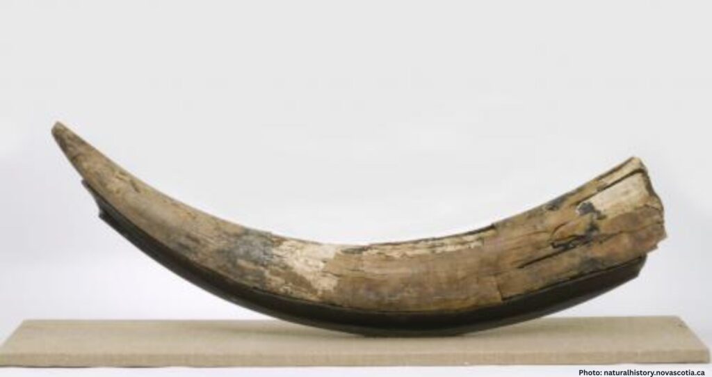 Complete Mastodon Jaw Discovered in New York Homeowner’s Backyard