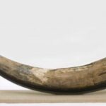 Feature and Cover Complete Mastodon Jaw Discovered in New York Homeowner's Backyard