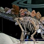 Feature and Cover Dinosaur Fossils Discovered During Construction at National Park