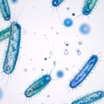 Feature and Cover Hidden Virus in Gut Bacteria Linked to Increased Colorectal Cancer Risk