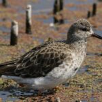 Feature and Cover Hundreds of Wild Bird Deaths Prompt Park Closures Across Seven Counties