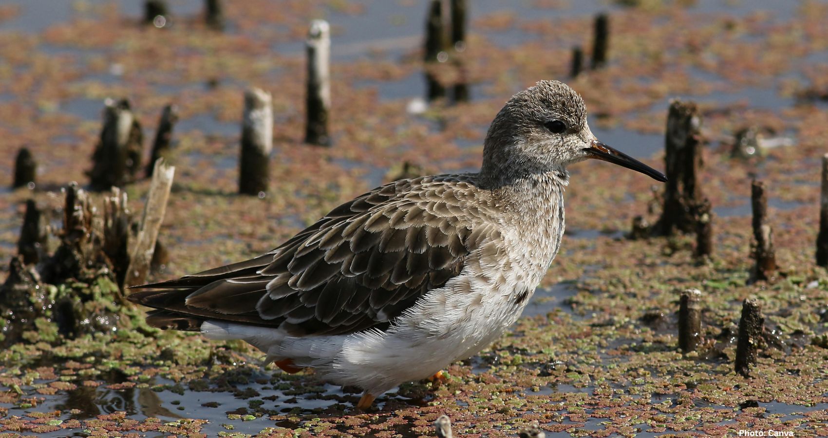 Feature and Cover Hundreds of Wild Bird Deaths Prompt Park Closures Across Seven Counties