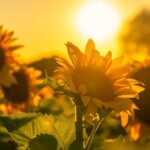 Feature and Cover Laughter in the Dark A Reflection on Humor's Role in Difficult Times