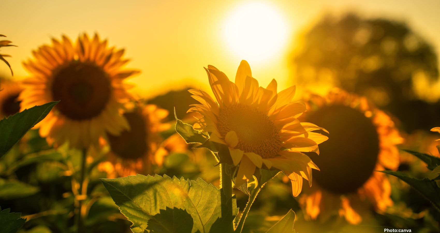 Feature and Cover Laughter in the Dark A Reflection on Humor's Role in Difficult Times