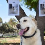 Feature and Cover Ring's AI Search Party Aims to Locate Lost Dogs More Efficiently