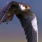 Feature and Cover Falcons From Manipur Embark on Remarkable Journey to Africa