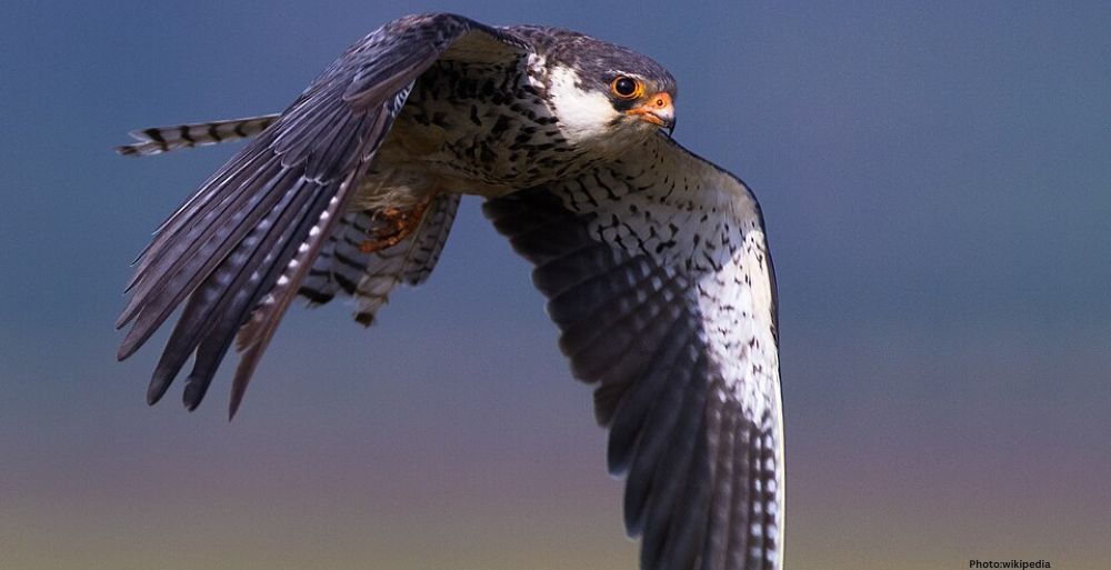 Feature and Cover Falcons From Manipur Embark on Remarkable Journey to Africa