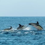 Feature and Cover Google Uses AI to Decode Dolphin Communication