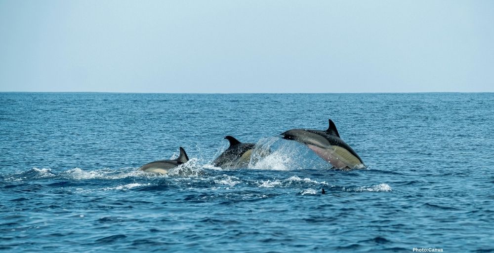 Feature and Cover Google Uses AI to Decode Dolphin Communication