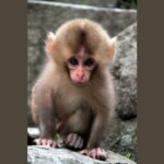 Feature and Cover Punch the Monkey Achieves Breakthrough Among Zoo Companions